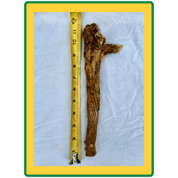 Horseradish Roots