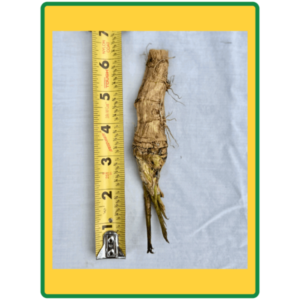 Horseradish Roots