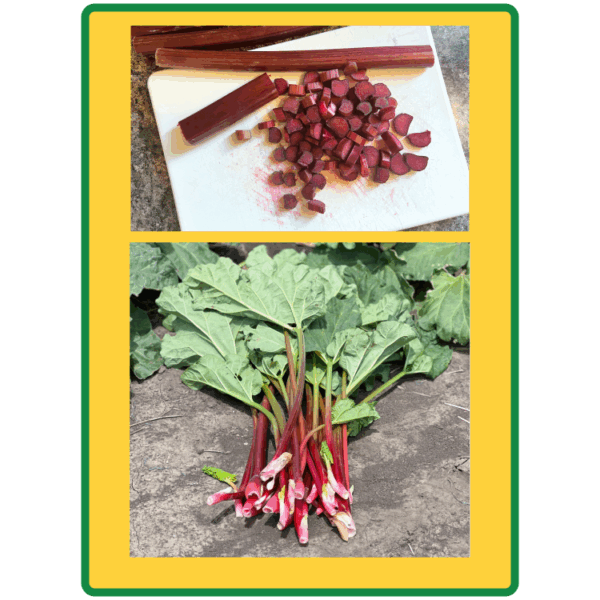 'Sanderson Red' Rhubarb Roots