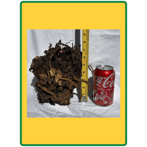 'Sanderson Red' Rhubarb Roots