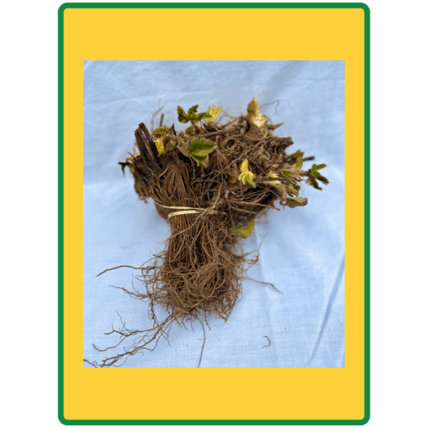 Honeoye Strawberry Plants